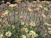 Creamy Buckwheat - Eriogonum heracleoides