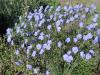 Blue flax - Linum perenne