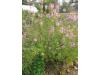 Rocky Mountain bee plant - Cleome serrulata