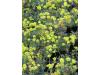 Sulfur Buckwheat - Eriogonum  umbellatum