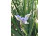 Blue Flag Iris - Iris missouriensis