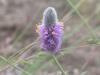 Blue mountain prairie clover - Dalea ornata
