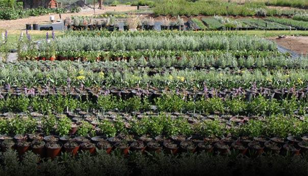 Clearwater Native Plant Nursery Plant Catalog