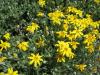 Oregon sunshine - Eriophyllum lanatum