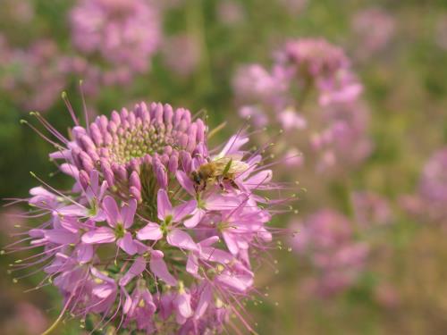 Pollinator's paradise