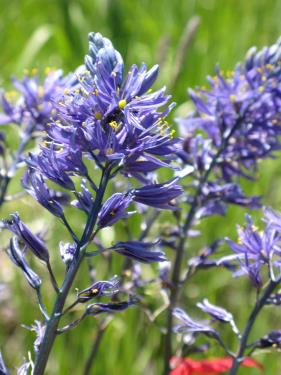 Camas
