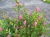 Alpine spirea - Spiraea densiflora