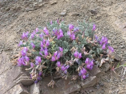 Astragalus purshii