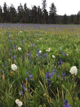Camas in the wild