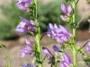 Rocky Mountain penstemon - Penstemon strictus