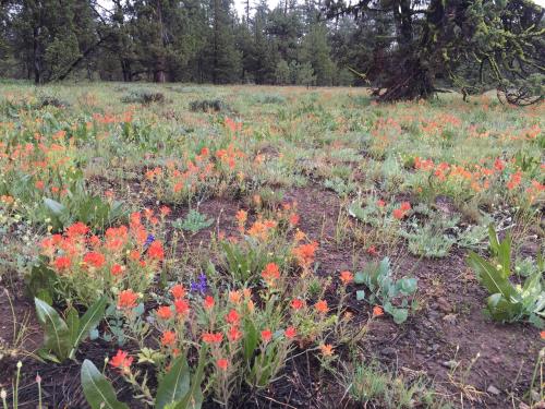 Indian paintbrush