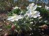 Fragrant evening primrose - Oenothera caespitosa