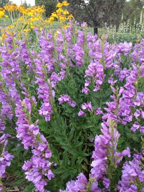 Blue mountain penstemon