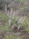 Prairie junegrass - Koeleria macrantha