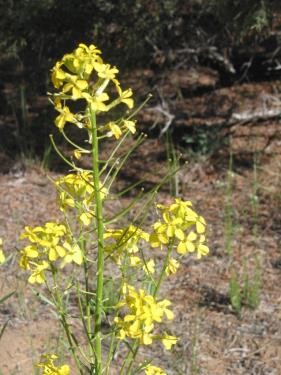 wallflower