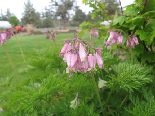Bleeding heart
