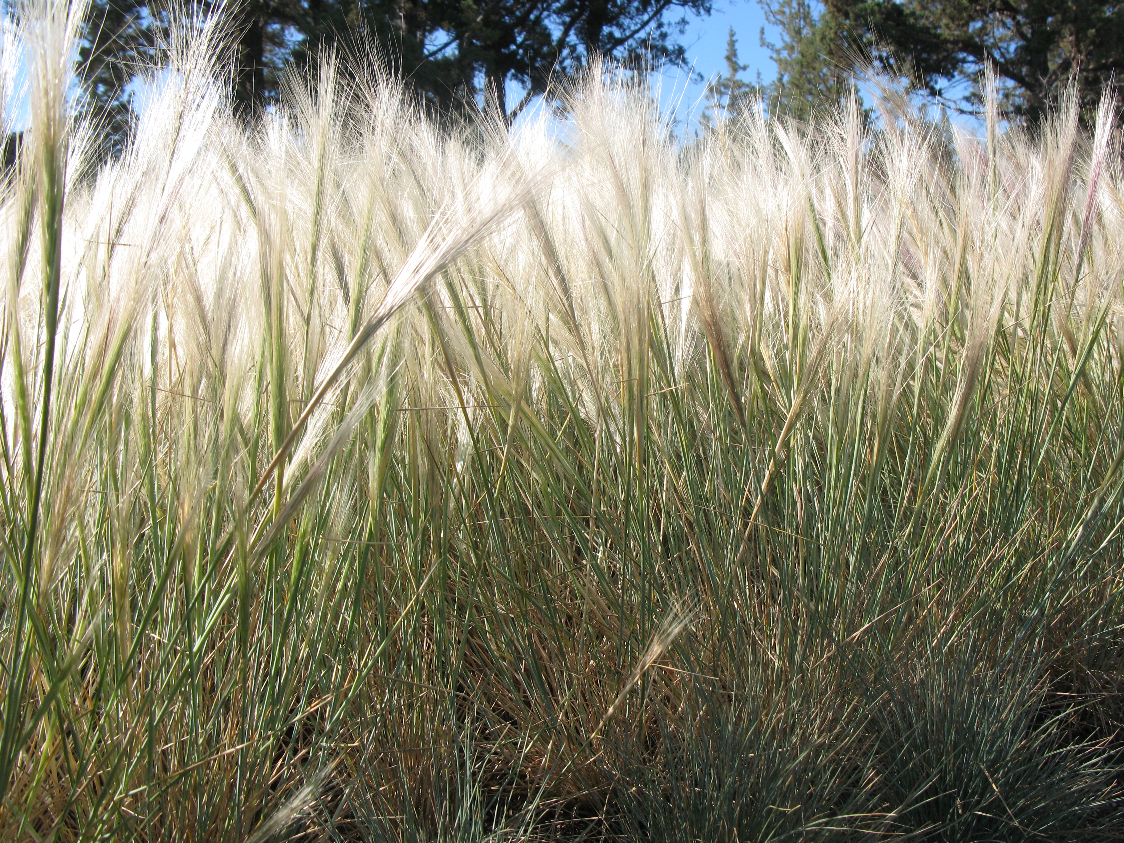 Полынно злаковые. Селин (Aristida karelinii).. Аристида растение. Злаковые травы Льянос. Злаковые травы в пустыне Калахари.