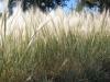 Bottlebrush squirreltail - Elymus elymoides