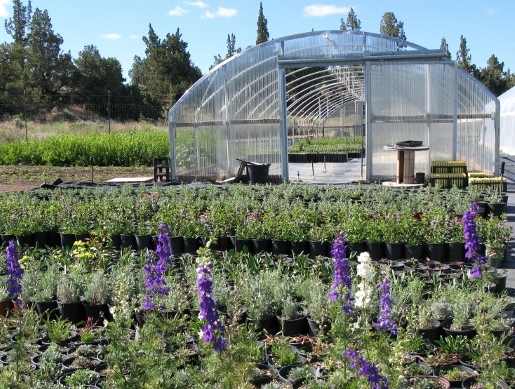 cropped greenhouse (515x389).jpg