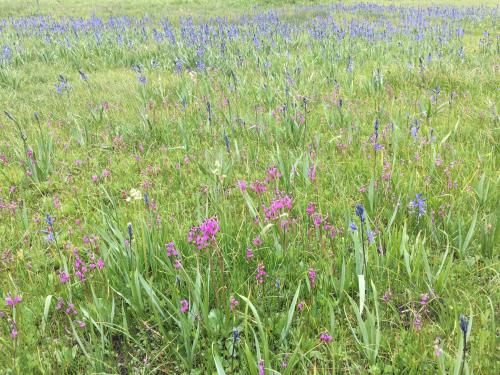 Dodecatheon and camas