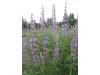 Silver lupine - Lupinus argenteus