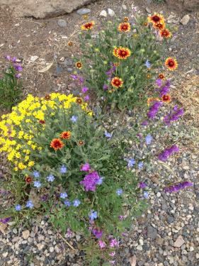 Bouquet