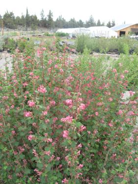 Red flowering currant