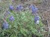 Prairie lupine - Lupinus lepidus