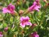 Pink monkeyflower - Mimulus lewisii
