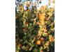 Gooseberry leaved globemallow - Sphaeralcea grossulariifolia