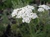 Common yarrow - Achillea millefolium