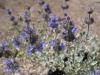 Purple sage - Salvia dorrii