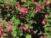 Red flowering currant - Ribes sanguineum