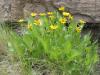 Balsamroot - Balsamorhiza sagittata