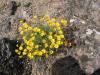 Yellow desert daisy - Erigeron linearis