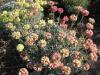 Thyme leaved Buckwheat - Eriogonum thymoides