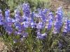 Showy penstemon - Penstemon speciosus