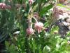 Prairie Smoke - Geum triflorum