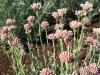 Rosy pussytoes - Antennaria rosea