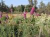 Purple prairie clover - Dalea purpurea