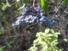 Blue elderberry - Sambucus cerulea