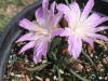 Bitterroot - Lewisia rediviva