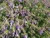 Shrubby penstemon - Penstemon fruiticosus