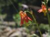 Western Columbine - Aquilegia formosa