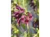 Whipple’s penstemon - Penstemon whippleanus