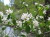 Serviceberry - Amelanchier  alnifolia